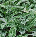 Calathea Zebrina